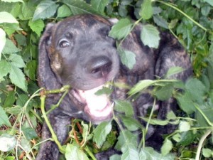 Great Dane puppy in trumpet vines