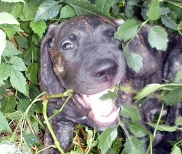 Meshach the Great Dane puppy