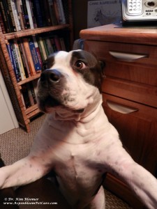 American Bully dog needing attention