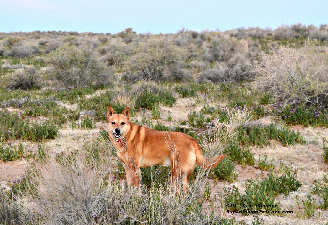 Aspenbloom Pet Care