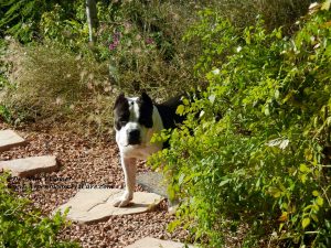 American Bully dog in backyard garden