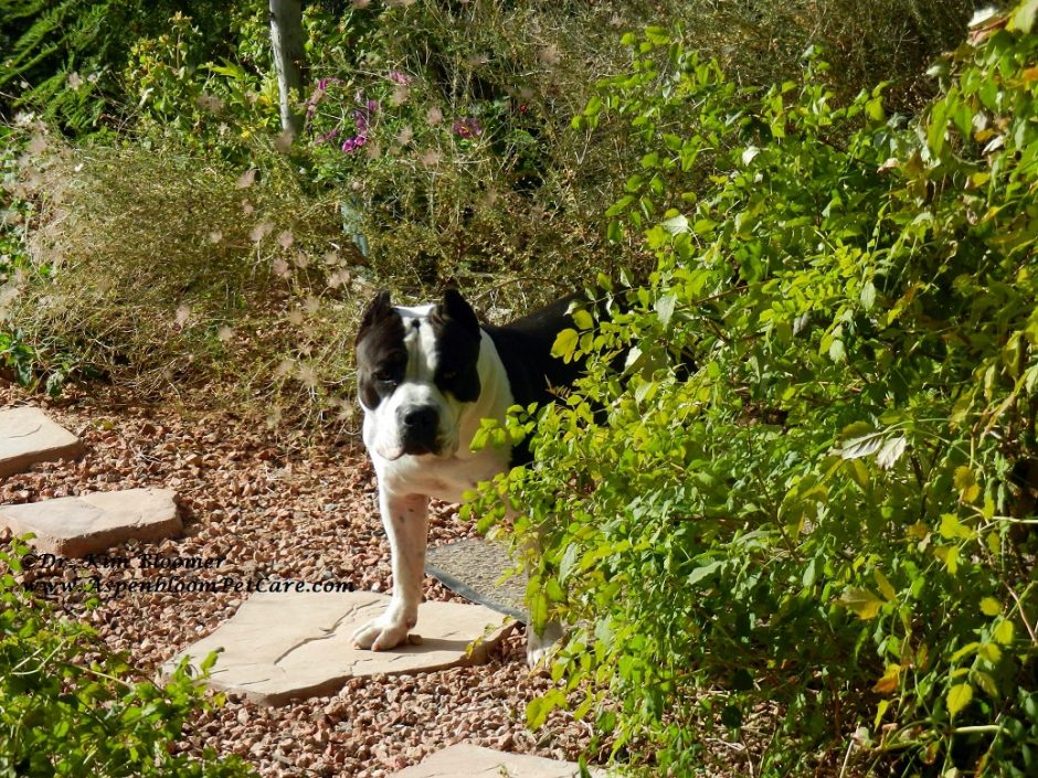 American Bully dog in backyard garden