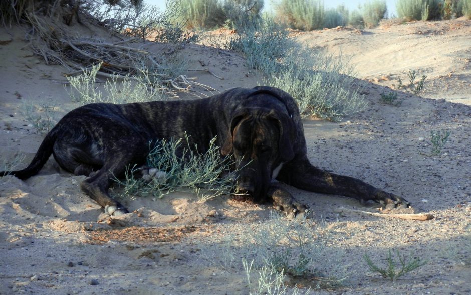 Great Dane puppy in the eye of the zoomie storm