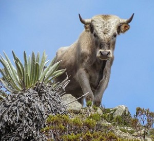 Charolais cow in Come to the Edge