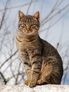 Beautiful cat in the wild