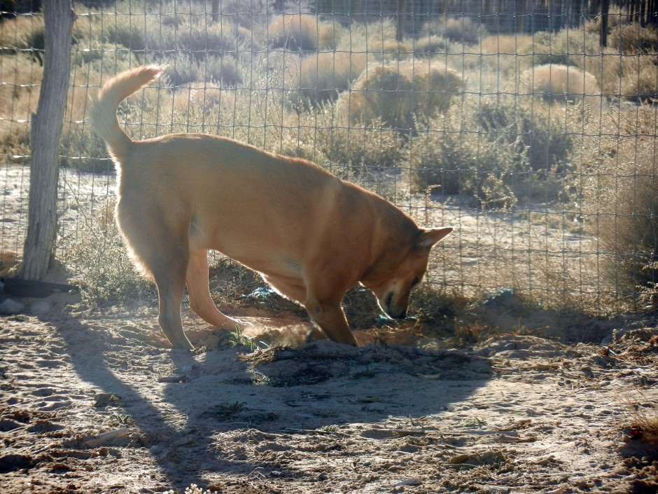 Carolina Dog digging
