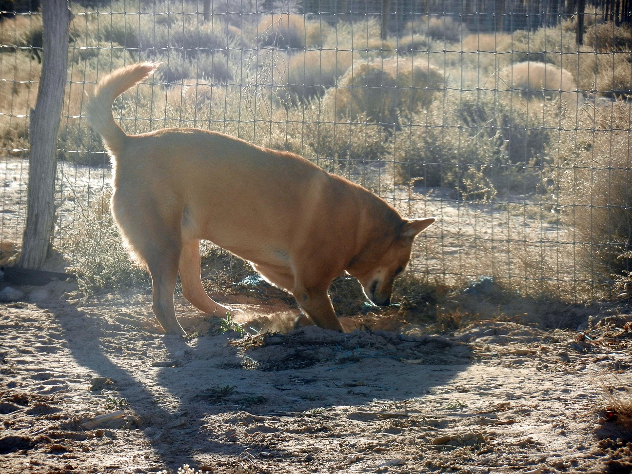 The Digging Garden