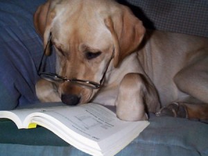 Dog reading book