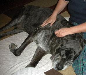 Massaging an aging Neo Mastiff