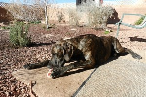 Great Dane puppy eating RMB