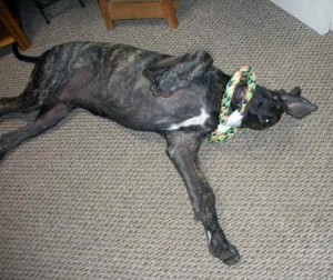 Great Dane Puppy with new rope toy