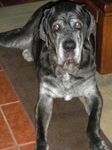Neo Mastiff stare