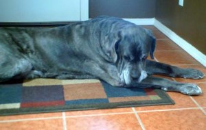 Neo Mastiff chilling out in the foyer