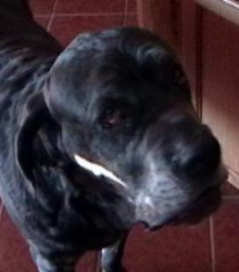 Neo Mastiff begging
