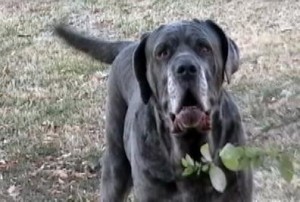 Tough Neo Mastiff