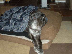 Neo Mastiff covered up in a couch bed