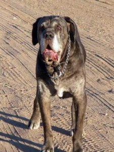 Panting Neo Mastiff