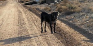 Neo Mastiff on dirt road