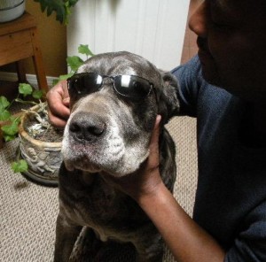 Neo Mastiff with sunglasses on