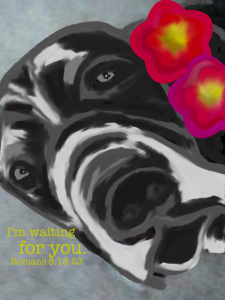 Doodle Buddy of Shadrach