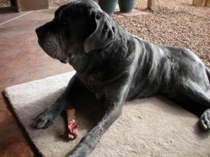 Neo Mastiff eating RMB