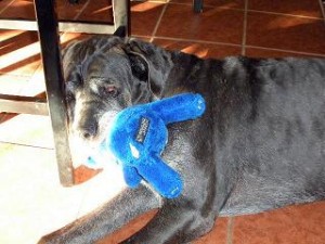 Neo Mastiff with blue bear toy in mouth