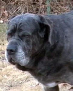 Neo Mastiff making eww face