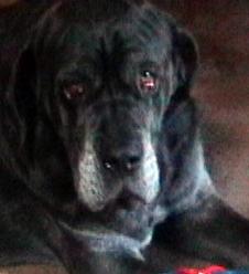 Neo Mastiff annoyed