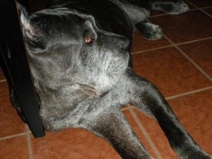 Neo Mastiff leaning against furniture