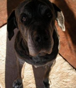 Neo Mastiff looking up at his human