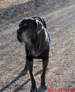 Elderly Neo Mastiff on road with sweater on