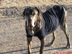 Elderly Neo Mastiff with sweater on