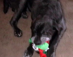 Neo Mastiff playing with his toy