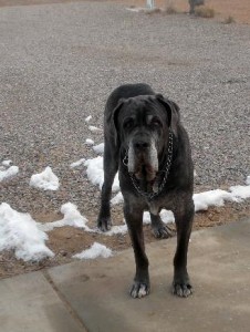 Neo Mastiff standing on road in winter