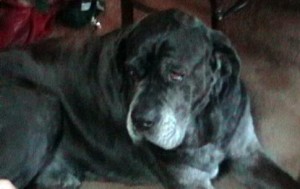 Neo Mastiff thinking