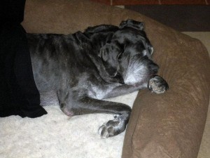 Old Neo Mastiff resting in his bed