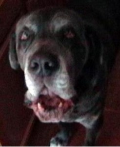 Neo Mastiff talking