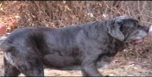 Macho Neo Mastiff