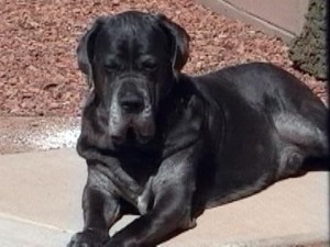 Neo Mastiff sunning