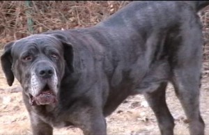 Neo Mastiff in his yard