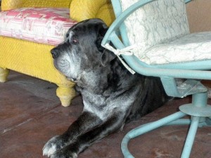 Neo Mastiff hiding behind chair