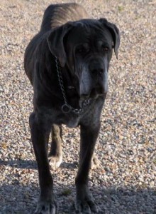 Neo Mastiff stalling