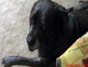 Chagrined Neo Mastiff
