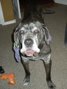Neo Mastiff playing with toys