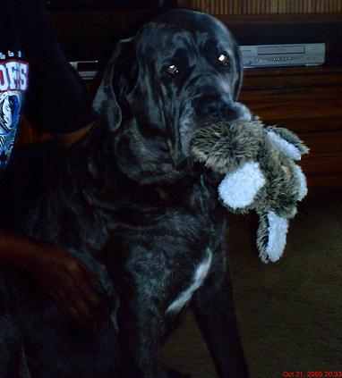 Neo Mastiff with toy in mouth