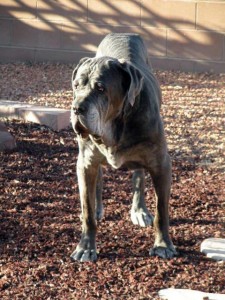 Neo Mastiff stance in elderly male