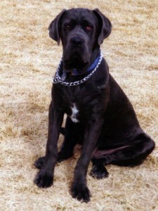 Neo Mastiff puppy