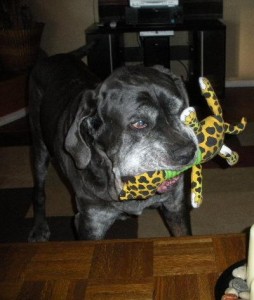 Neo Mastiff toy winner