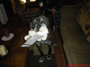 Neo Mastiff with toy in mouth