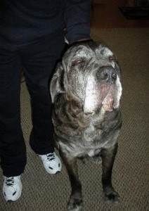 Neo Mastiff getting back massage